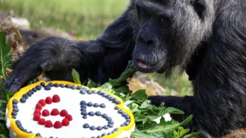 Fatou é a gorila mais velha do mundo – Imagem: Reprodução/Instagram oficial do Zoológico de Berlim (@zoobelin)
