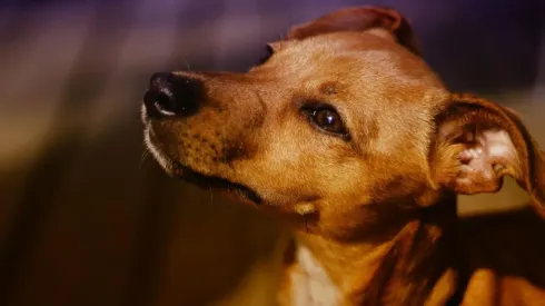 Imagem: Reprodução/Pixabay
