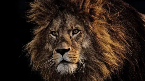 Agentes ambientais são chamados para resgatar leão e descobrem situação inusitada. Foto: Pixabay.
