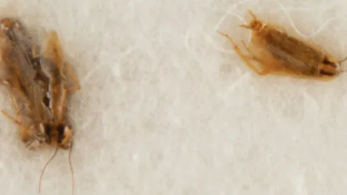 Reprodução/Site oficial da RR Auction - AS baratas que estão sendo leiloadas.