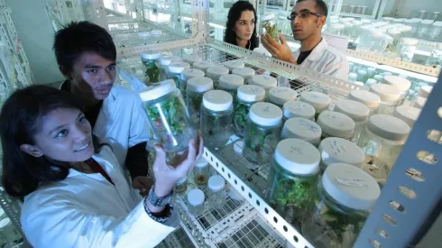 Foto: Pixabay – Grupo de cientistas em um laboratório com plantas.
