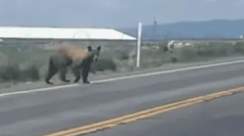 Urso invade pista em Utah
