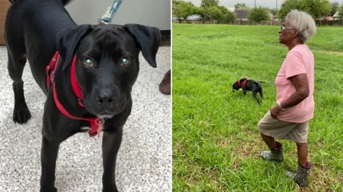 Labrador recém-adotado ajudou idosa após desaparecimento