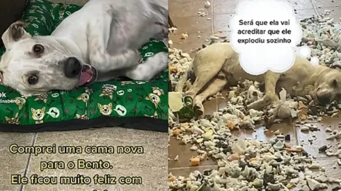 Bento destruiu a nova cama que ganhou de sua tutora