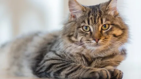 Gato acorda família e salva donos de serem intoxicados gás