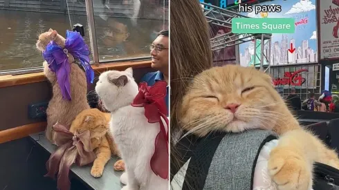 Trio de gatos faz sucesso nas redes sociais ao viajar pelo mundo com seu tutor
