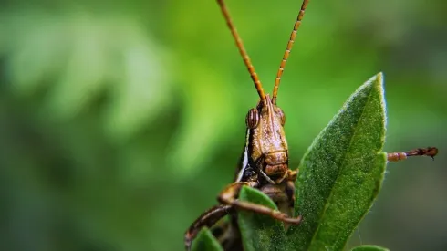 Insetos invasores são conhecidos como psilídeos
