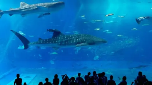 Foto: Reprodução/Pixabay.