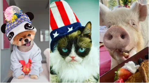 Jiffpom (Instagram/@jiffpom) Grumpy Cat (Instagram/@therealgrumpycat) Esther The Wonder Pig (Instagram/@estherthewonderpig)
