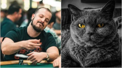 Zach Gruneberg perdeu o gato depois de jogar a WSOP (Fotos: Alec Rome/PokerNews e Reprodução/Pixabay)
