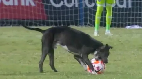 Dog steals ball
