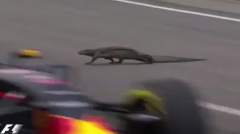 Iguanas on F1 Miami Track
