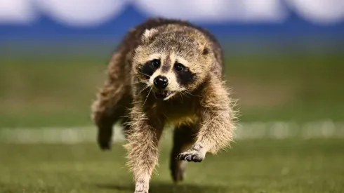 MLS: Raccoon runs rampant during Philadelphia Union – NYCFC