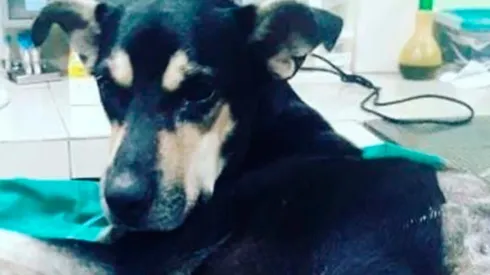 El público se encariñó con Brauny, que se tiró al vacío en el estadio.