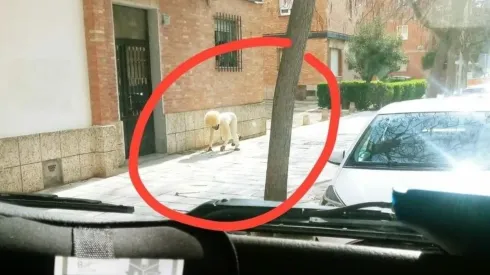 Insólito: se disfrazó de perro para poder salir a la calle en cuarentena