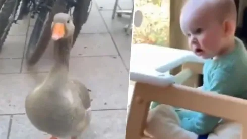 Video viral: la reacción del bebé al ver a este pato diabólico es todo lo que está bien