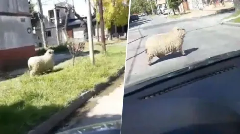 Solo en cuarentena: fue al supermercado en Lanús y casi choca a una oveja