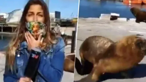 Video: un lobo marino le hizo pegar el susto de su vida a esta periodista