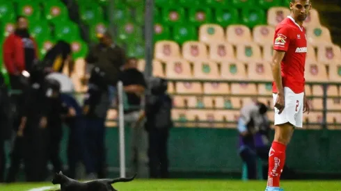 León Toluca y un gato invadió el terreno de juego Apertura 2022