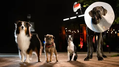 Will Ferrell, Jamie Foxx, Isla Fisher and Randall Park in Strays.
