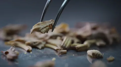 Netflix's Secrets of the Neanderthals.
