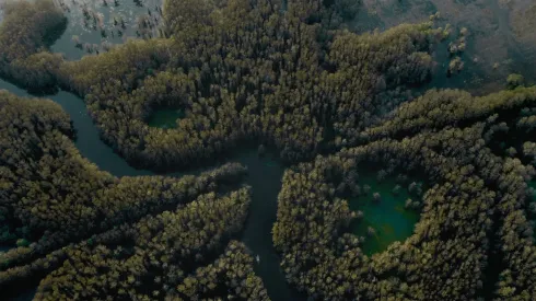 The representation of the lake in the film Caddo Lake.
