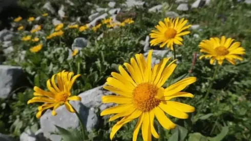 ¿Por qué se regalan flores amarillas cada 21 de septiembre?