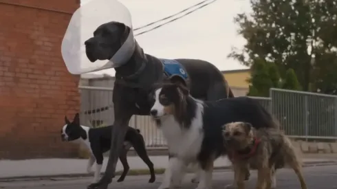 La película nos muestra a un perro que quiere vengarse de su cruel dueño.
