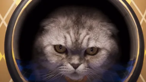 Chip, el gato de Claudia Schiffer que protagoniza Argylle.
