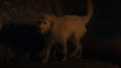La escena de un perrito pateado en la segunda temporada de ‘House of the Dragon’ ha enojado a muchos
