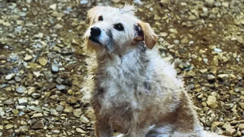 Perrito de ‘House of the Dragon 2’
