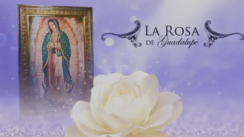 La Rosa de Guadalupe
