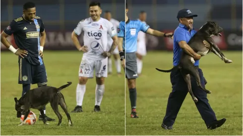 Concachampions 2023: La historia del perro que invadió el estadio Cuscatlán
