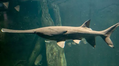 Ya tenemos la primera especie declarada extinta este 2020