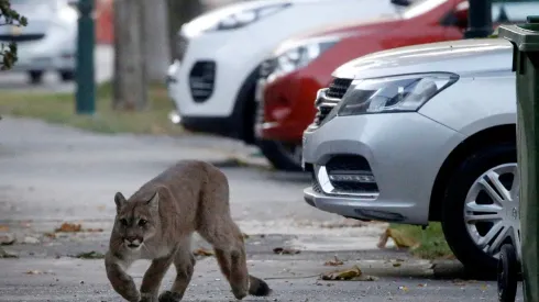 Uno de los pumas se paseó por Providencia y Ñuñoa.

