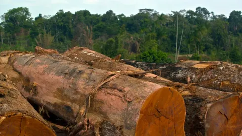 La tala indiscriminada del Amazonas es un problema que lleva años.
