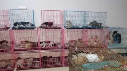 La carne de gato es apetecida en China.
