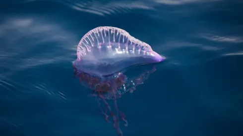 Fragata Portuguesa en Chile
