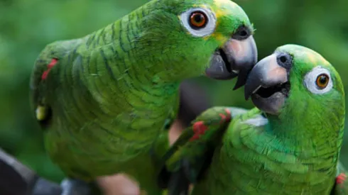 Gripe de loro
