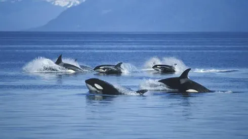 Orcas atacan barcos
