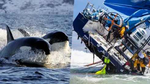 La orca Gladis vuelve a hacer de las suyas
