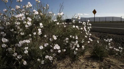 Se viene la primavera
