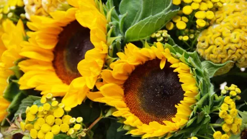 ¿Cuándo es el día de las flores amarillas y qué significan?

