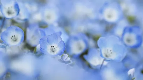 Conoce qué día y cuál es el motivo de regalas flores azules en Chile.
