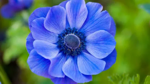 Tradición de las flores azules
