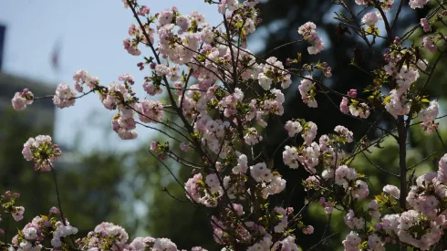 Primavera en Chile 2023.
