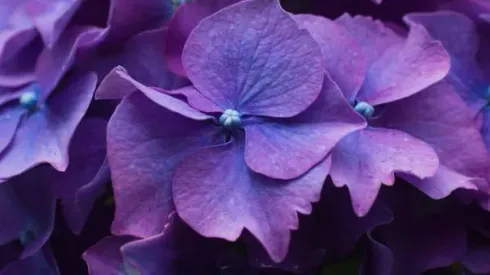 Día de las flores moradas
