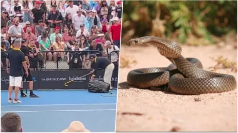 Una serpiente marrón sembró el pánico en Australia
