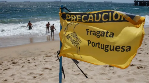 Prohiben bañarse en playa de Tongoy por fragata portuguesa