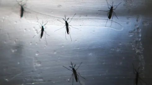 Mosquito Aedes aegypti que transmiten el dengue
